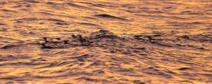 St Kilda Pier's Little Penguins swimming beside the St Kilda Ferry on the Sunset Penguin Cruise. ©Russell Cassar Photography